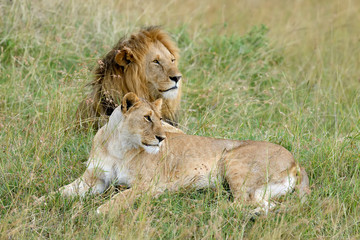 Lion in National park of Kenya