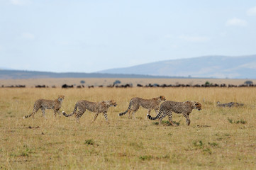 Obraz na płótnie Canvas Wild african cheetah