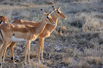 Naklejka na ściany i meble Impala on savanna in Africa