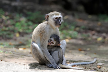 Vervet Monkey in National park of Kenya