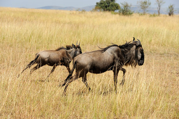 Wildebeest in National park of Africa