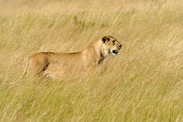 Lion in National park of Kenya