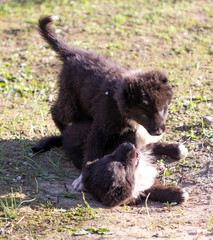 two black puppy on nature