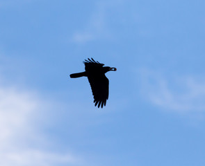 Crow on a background of blue sky