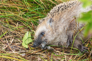 hedgehog eats frog