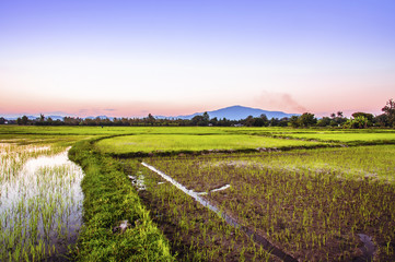 Rice fields and sunset background