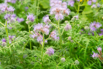 Phacelia as green manure on a misty autumnal field