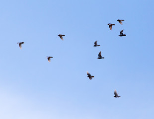 Fototapeta premium a flock of pigeons in the sky