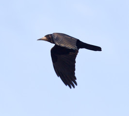 Crow on a background of blue sky
