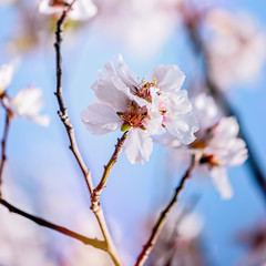 cherry blossom