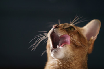 young abyssinian cat licking lips closeup portrait, shallow focus