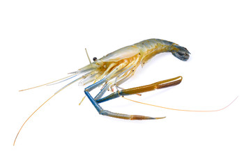 raw prawns,shrimps isolated on white background