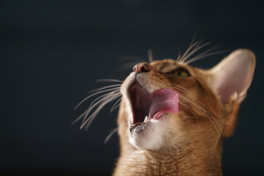 young abyssinian cat licking lips closeup portrait, shallow focus