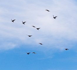 a flock of pigeons in the sky