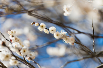 梅の花