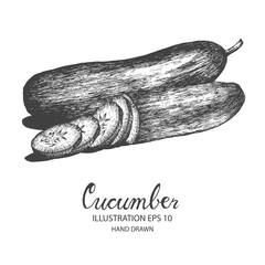 Cucumber hand drawn illustration by ink and pen sketch. Isolated vector design for fruit and vegetable products and health care goods.