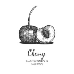 Cherry hand drawn illustration by ink and pen sketch. Isolated vector design for fruit and vegetable products and health care goods.