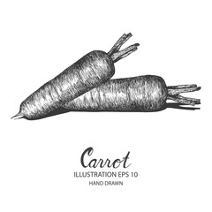Carrot hand drawn illustration by ink and pen sketch. Isolated vector design for fruit and vegetable products and health care goods.