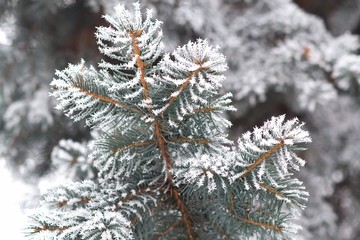 Fir tree branches covered with snow. Christmas and new year background