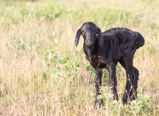 newborn lamb