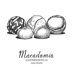 Macadamia hand drawn illustration by ink and pen sketch. Isolated vector design for fruit and vegetable products and health care goods.