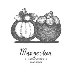 Mangosteen hand drawn illustration by ink and pen sketch. Isolated vector design for fruit and vegetable products and health care goods.