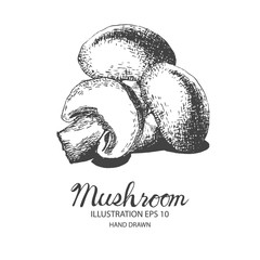 Mushroom hand drawn illustration by ink and pen sketch. Isolated vector design for fruit and vegetable products and health care goods.