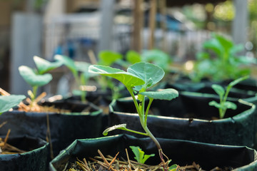 Kitchen garden with young fresh vegetables.