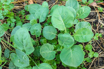 Kitchen garden with young fresh vegetables.