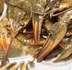Live crayfish in the water as a background
