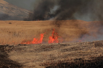 Burn grass field Mt.Fuji in Japan