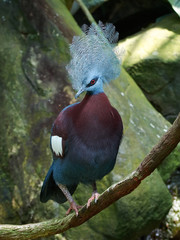 Southern crowned pigeon (Goura scheepmakeri)