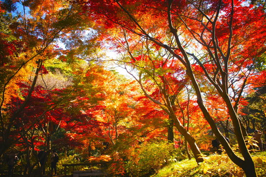 横浜 三渓園の紅葉(Maple tree in Japanese garden)