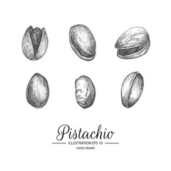 Set of pistachio. Hand drawn collection by ink and pen sketch. Isolated vector elements can use for fruit and vegetable products and health care goods packaging.
