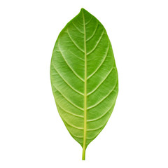 Closeup texture of fresh green leave of the tree isolated on white background with clipping path.