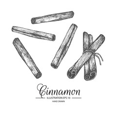 Set of cinnamon. Hand drawn collection by ink and pen sketch. Isolated vector elements can use for food products.
