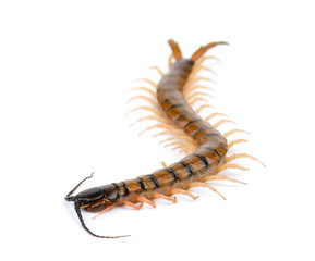centipede isolated on the white background