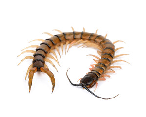 centipede isolated on the white background
