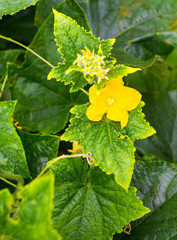 Cucumber yellow flower and green leaves