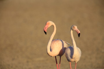 Greater Flamingo (Phoenicopterus roseus) in Dubai, United Arab Emirates


