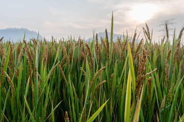 Fototapeta premium Scenic View Of Rice Field,Fresh green grass in China.