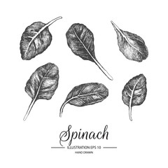 Set of spinach. Hand drawn collection by ink and pen sketch. Isolated vector elements can use for fruit and vegetable products and health care goods packaging.