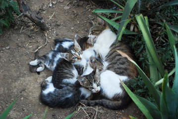 Domestic cat breastfeeding kittens on the ground in backyard