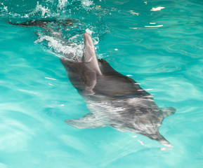 Fototapeta premium Dolphin in the pool