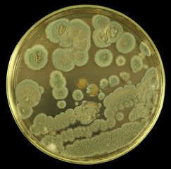 Colonies of  allergenic fungus from air spores on a petri dish (agar plate) manually isolated on a black background. Nutrient agar media  used.  Focus on full depth.
