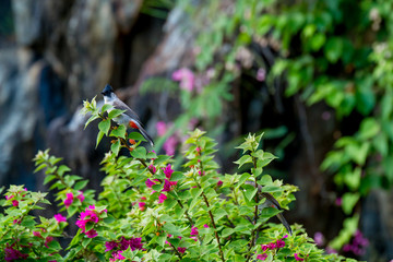 Dove on the Mountain