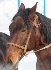 Fototapeta premium Portrait of a horse on nature in winter