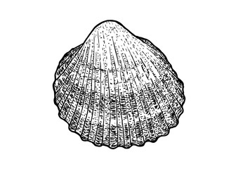 Cockle, shell  illustration, drawing, engraving, ink, realistic