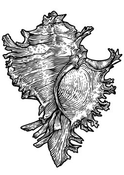 Ramose murex shell illustration, drawing, engraving, ink, realistic