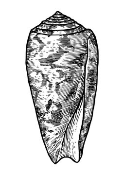 Striated cone shell illustration, drawing, engraving, ink, realistic